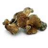 Buy Golden Teacher Online Australia